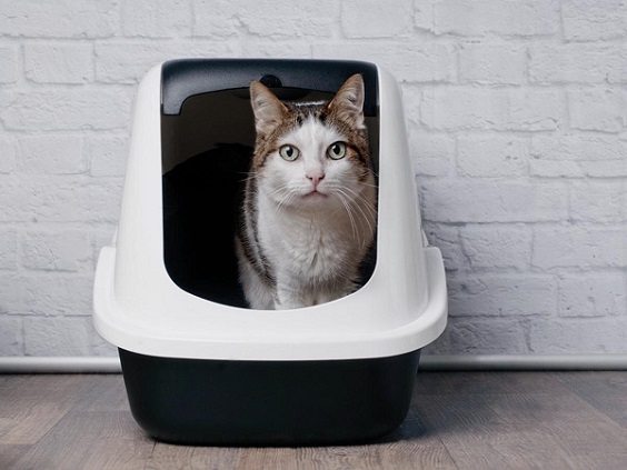 How to Choose Litter Box